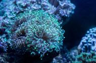 珊瑚礁：海底的“绿洲”，是植物还是动物？