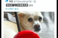 网友实测：狗语翻译机的神奇效果