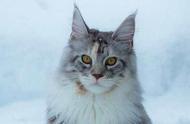 猫的外表，狗的性格：威武帅气缅因猫的冰天雪地生活