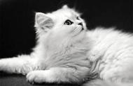 金吉拉猫：人造宠物的孕期小知识