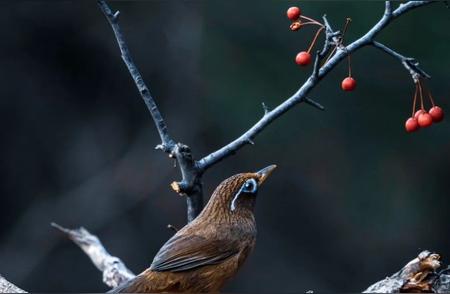 47只画眉鸟的自由之旅：重返大自然