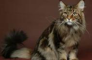 科瑞卡爱宠：挪威森林猫的迷人世界