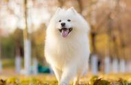 萨摩耶犬的健康秘籍：微笑天使的护理指南