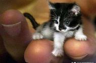 世界上最小猫咪，与人类手掌一样大，现在还有吗？