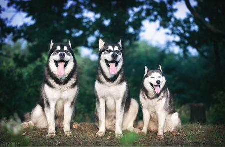 阿拉斯加犬与哈士奇：揭秘两种雪橇犬的不同之处