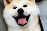 日本国犬在美国引进后，为何被禁止使用原名？