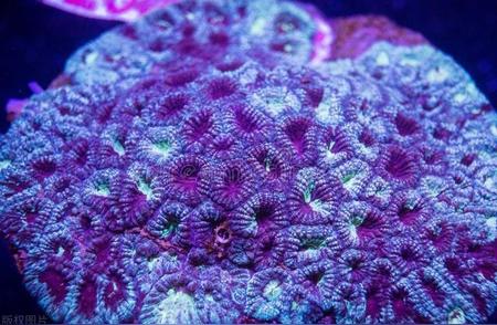 揭秘海洋建筑大师——珊瑚的奇妙世界